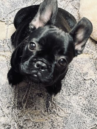 Französische Bulldogge, Welpen