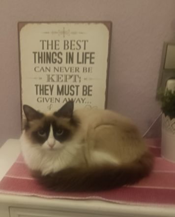 Aeryn ist eine wunderhübsche Heilige Birma mit