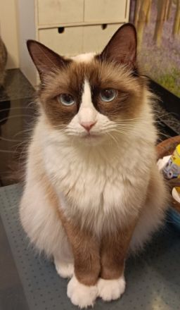 Aeryn ist eine wunderhübsche Heilige Birma mit