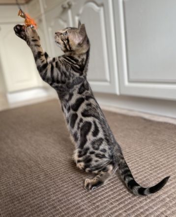 Aus einer traumhaften Verpaarung sind aus unserem