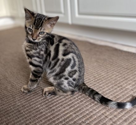 Aus einer traumhaften Verpaarung sind aus unserem