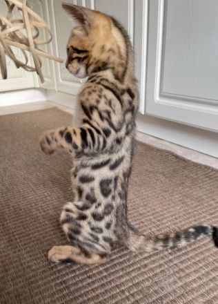 Aus einer traumhaften Verpaarung sind aus unserem