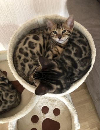 Aus einer traumhaften Verpaarung sind aus unserem