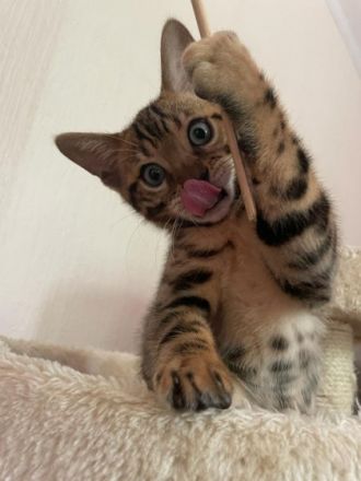 Aus einer traumhaften Verpaarung sind aus unserem