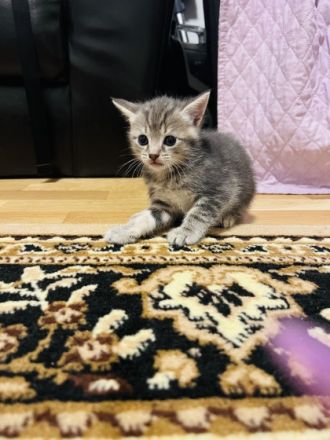 Bkh baby girl sehr liebt und verspielt ,sucht eine