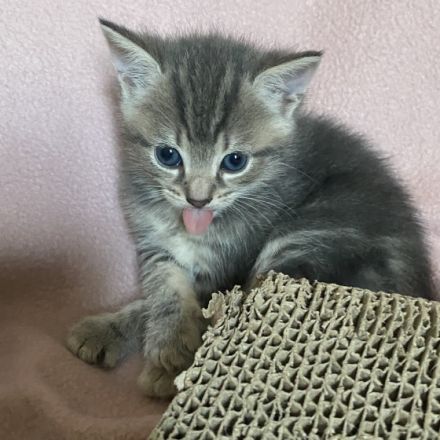 Bkh baby girl sehr liebt und verspielt ,sucht eine