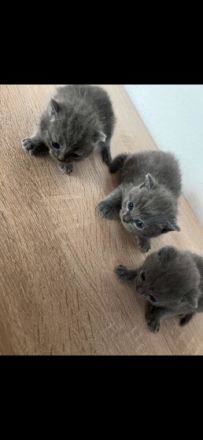 Hallo Liebe Tierfreunde, Meine BKH Katze Lucy hat am 30