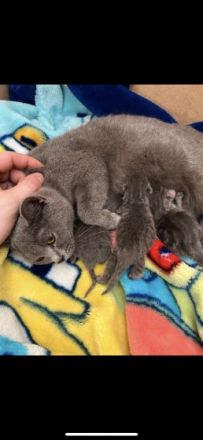 Hallo Liebe Tierfreunde, Meine BKH Katze Lucy hat am 30