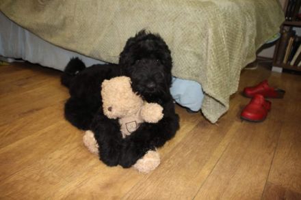 Der Zwinger SIGNUM DEI bewirbt den Verkauf von Black