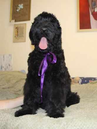 Der Zwinger SIGNUM DEI bewirbt den Verkauf von Black