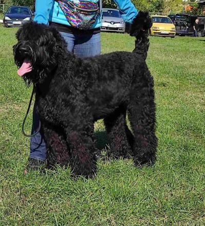 Der Zwinger SIGNUM DEI bewirbt den Verkauf von Black