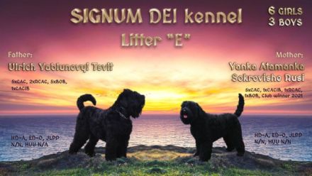 Der Zwinger SIGNUM DEI bewirbt den Verkauf von Black