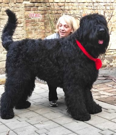 Der Zwinger SIGNUM DEI bewirbt den Verkauf von Black