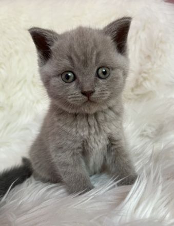 Unsere BKH Katze hat zuckersüße Kitten zur Welt