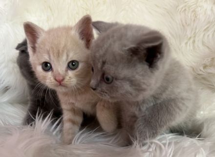 Unsere BKH Katze hat zuckersüße Kitten zur Welt