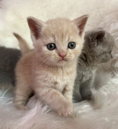 Unsere BKH Katze hat zuckersüße Kitten zur Welt