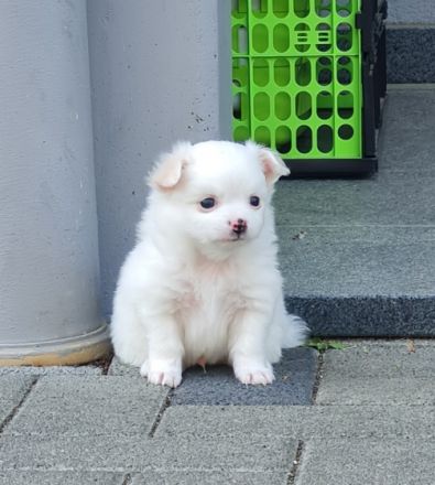 Hallo liebe, vielleicht zukünftige Welpeneltern Am 14.4