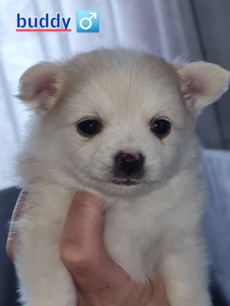 Hallo liebe, vielleicht zukünftige Welpeneltern Am 14.4