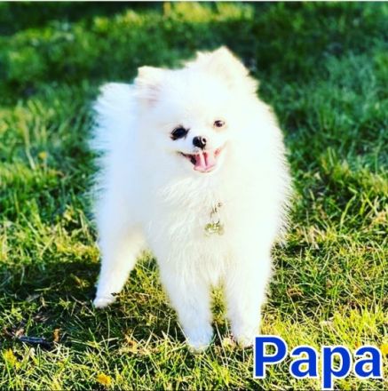 Hallo liebe, vielleicht zukünftige Welpeneltern Am 14.4