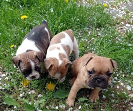 Geben noch 1 wunderschönen Welpen(eine Hündin ) ab,