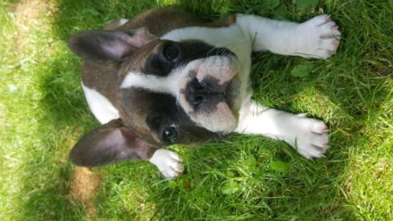 Geben noch 1 wunderschönen Welpen(eine Hündin ) ab,