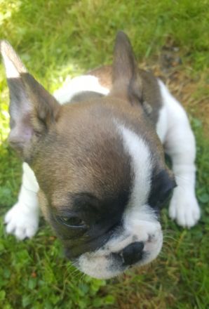 Geben noch 1 wunderschönen Welpen(eine Hündin ) ab,