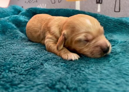 Geimpft, gechipt, entwurmt, Cocker Spaniel/Pudel,