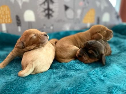 Geimpft, gechipt, entwurmt, Cocker Spaniel/Pudel,