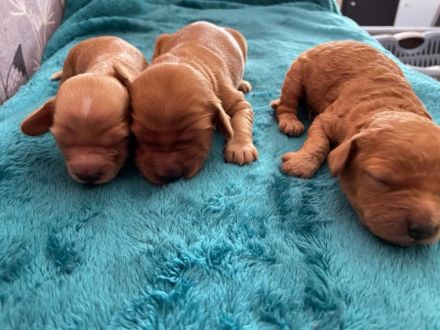 Geimpft, gechipt, entwurmt, Cocker Spaniel/Pudel,