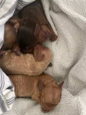 Geimpft, gechipt, entwurmt, Cocker Spaniel/Pudel,