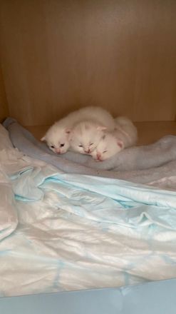 Hier habe ich drei süße weiße Türkischeangorakatzen