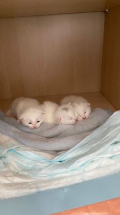 Hier habe ich drei süße weiße Türkischeangorakatzen