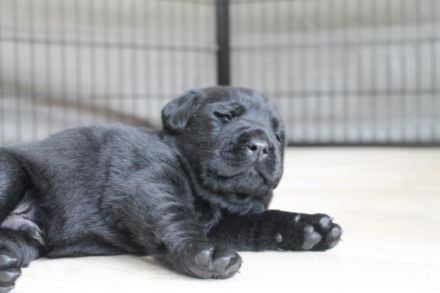 Liebe Welpeninteressierte, am 30.04.2022 hat unsere