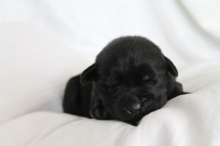 Liebe Welpeninteressierte, am 30.04.2022 hat unsere