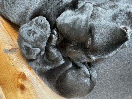 Liebe Welpeninteressierte, am 30.04.2022 hat unsere