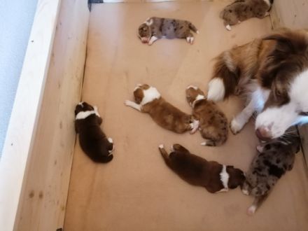 Unsere Border, Aussie Welpen wachsen in der Familie mit