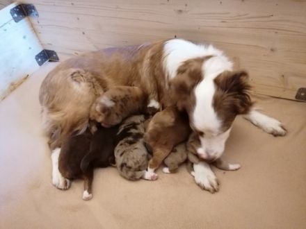 Unsere Border, Aussie Welpen wachsen in der Familie mit