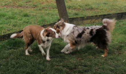 Unsere Border, Aussie Welpen wachsen in der Familie mit