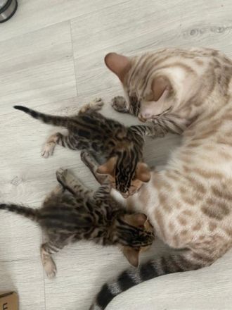 NZ Bengal: reinrassige Kitten mit Stammbaum ab 1.200