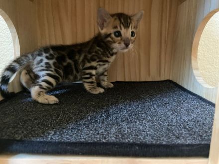 NZ Bengal: reinrassige Kitten mit Stammbaum ab 1.200