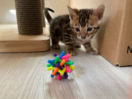 NZ Bengal: reinrassige Kitten mit Stammbaum ab 1.200