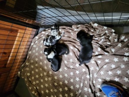 Wunderschöne Welpen geboren. 4 Mädels und ein Junge.