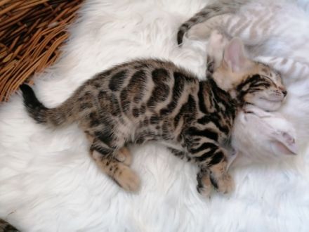 Unsere reinrassige Bengalkatze Pinki hat am 9.4.22 vier