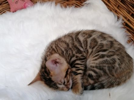 Unsere reinrassige Bengalkatze Pinki hat am 9.4.22 vier