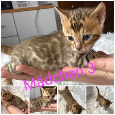 Unsere reinrassige Bengal Katze Kitti hat am 04.05.2022