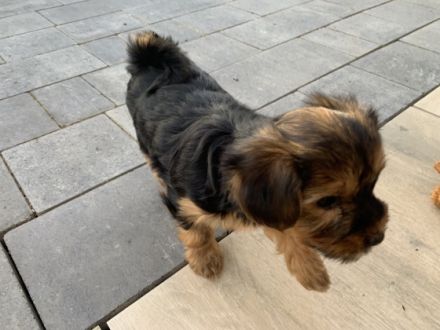 Unsere 5 jährige Lilly hat drei gesunde Welpen zur Welt