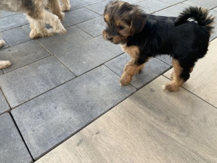 Unsere 5 jährige Lilly hat drei gesunde Welpen zur Welt