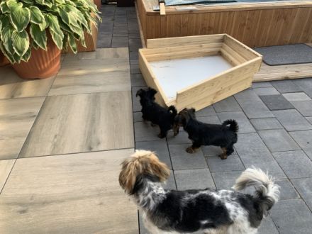 Unsere 5 jährige Lilly hat drei gesunde Welpen zur Welt