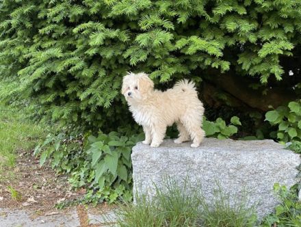 Wunderschöne Maltipoo Welpen Wir sind fünf hübsche,