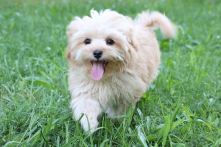 Wunderschöne Maltipoo Welpen Wir sind fünf hübsche,